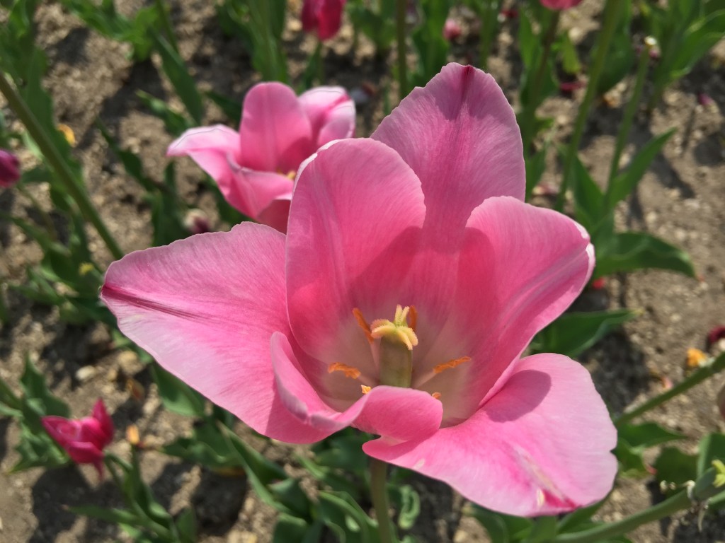 滝野すずらん公園のチューリップを散策してきた